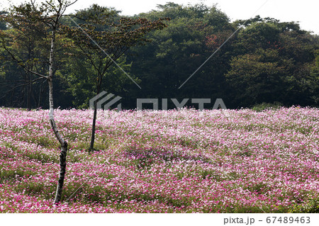 信州 コスモス畑 信州 コスモス畑 67489463
