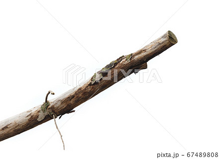 Dry tree branch Dry tree branch 67489808