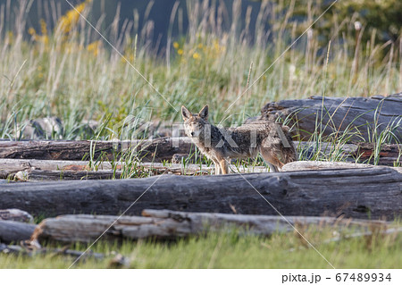 coyote prairie wolf 67489934