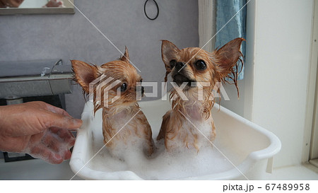 仲良し姉妹チワワの入浴シーン 67489958
