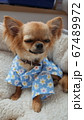 和服を羽織ったチワワ 67489972