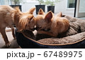 仲良しチワワ 67489975