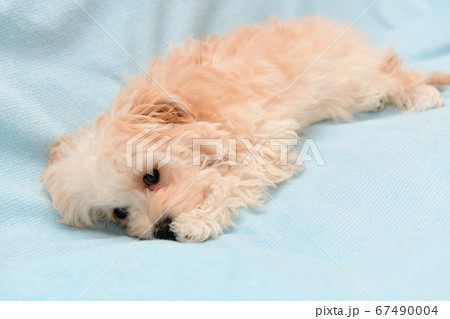 マルプー 67490004