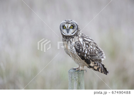 Short eared owl Short eared owl 67490488
