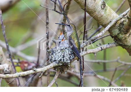 annas hummingbird feeding chick annas hummingbird feeding chick 67490489