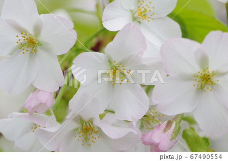 オオシマザクラの花（大島桜） 67490554