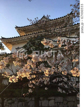 丸亀城(桜夕陽) 丸亀城(桜夕陽) 67490555