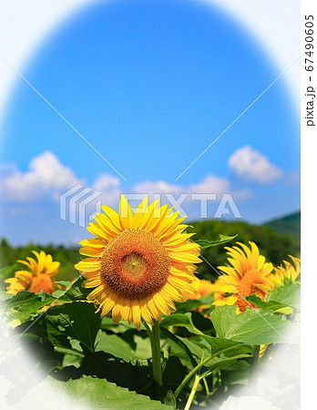 ひまわり ひまわり 67490605