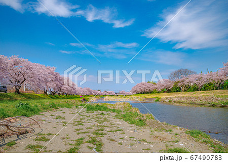 満開のこだま千本桜【埼玉県本庄市児玉町】 満開のこだま千本桜【埼玉県本庄市児玉町】 67490783