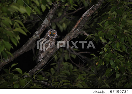 トラフズク幼鳥①(北海道) トラフズク幼鳥①(北海道) 67490784