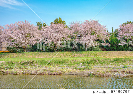 満開のこだま千本桜【埼玉県本庄市児玉町】 満開のこだま千本桜【埼玉県本庄市児玉町】 67490797