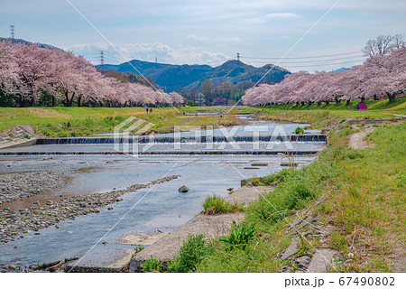 満開のこだま千本桜 埼玉県本庄市児玉町 の写真素材