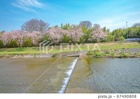 満開のこだま千本桜 埼玉県本庄市児玉町 の写真素材