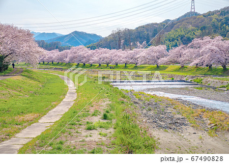 満開のこだま千本桜【埼玉県本庄市児玉町】 満開のこだま千本桜【埼玉県本庄市児玉町】 67490828