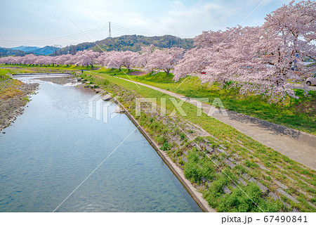 満開のこだま千本桜 埼玉県本庄市児玉町 の写真素材