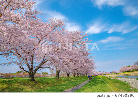 満開のこだま千本桜 埼玉県本庄市児玉町 の写真素材