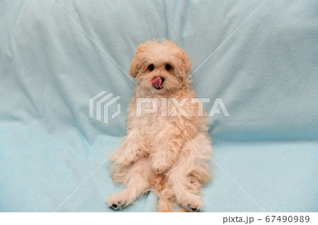 マルプー 67490989