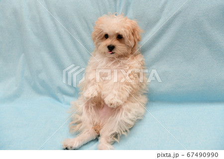 マルプー マルプー 67490990