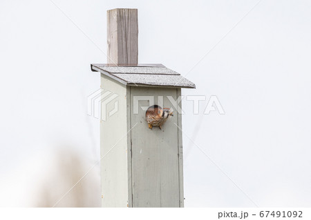 american kestrel bird american kestrel bird 67491092