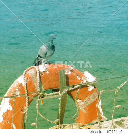 港の鳩 港の鳩 67491164
