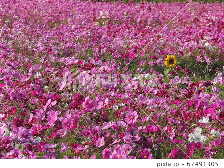 コスモス畑に一輪のヒマワリ 67491305