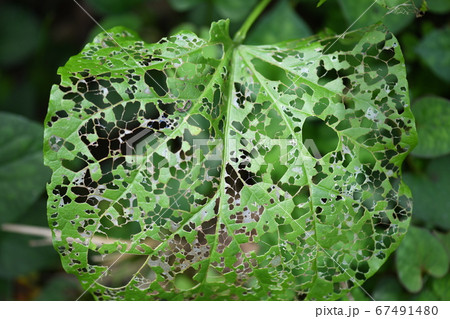ナタマメの虫食い葉 ナタマメの虫食い葉 67491480