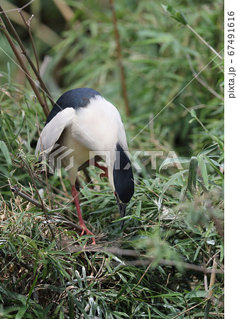 頭を掻くゴイサギ 67491616