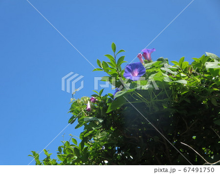 南九州 梅雨の晴れ間の青空に輝く花 の写真素材