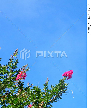 南九州!梅雨の晴れ間の青空に輝く花! 南九州!梅雨の晴れ間の青空に輝く花! 67491753