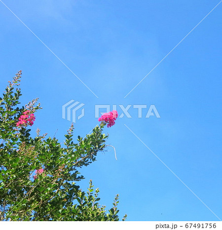 南九州 梅雨の晴れ間の青空に輝く花 の写真素材