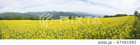 福島県三ノ倉高原　春の菜の花畑 67491985