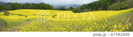 福島県三ノ倉高原　春の菜の花畑 67492000