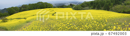 福島県三ノ倉高原　春の菜の花畑 67492003