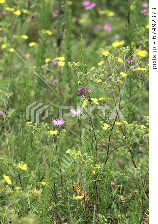 夏の風物詩・カワラナデシコとカワラサイコ 67492373