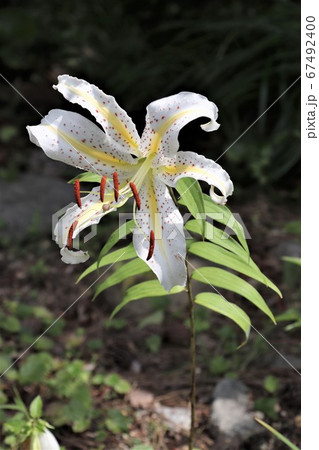 ヤマユリ 67492400