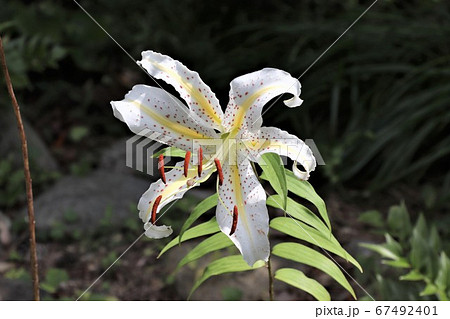 ヤマユリ 67492401