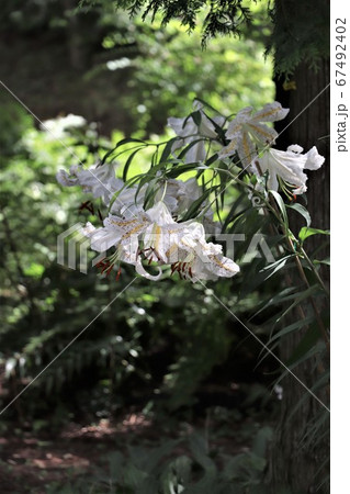 ヤマユリ 67492402