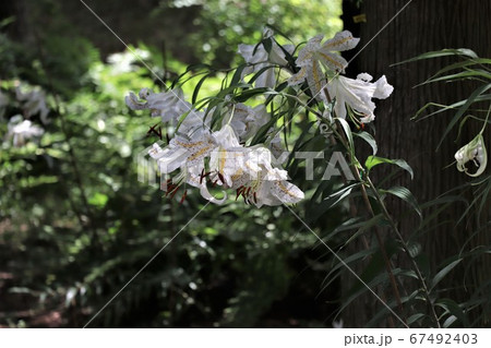 ヤマユリ ヤマユリ 67492403