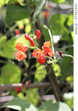 インゲン豆の花（ベンバラインゲン） 67492404