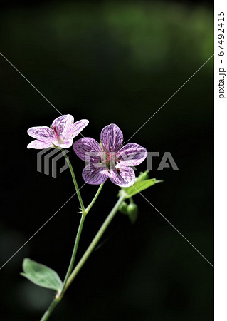 夏に咲く可憐な花・ビッチュウフウロ 67492415