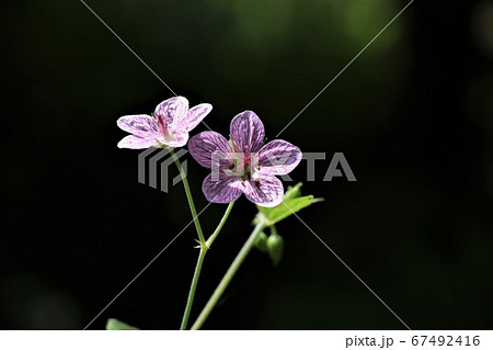 夏に咲く可憐な花 ビッチュウフウロの写真素材