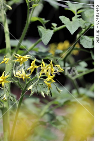 夏野菜の代表トマトの花 夏野菜の代表トマトの花 67492445