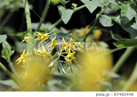 夏野菜の代表トマトの花 67492446
