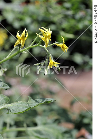 夏野菜の代表トマトの花 夏野菜の代表トマトの花 67492448