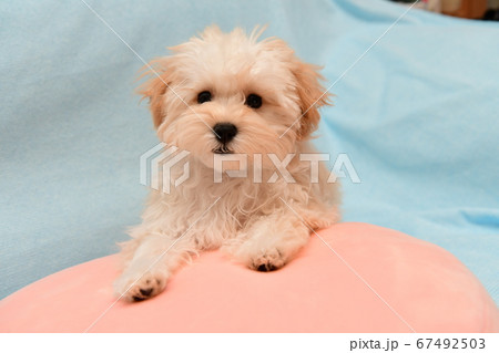 マルプー マルプー 67492503