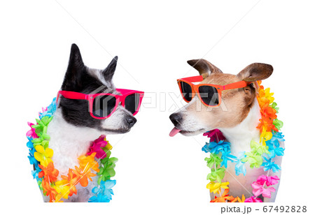 couple of two dogs in love 67492828