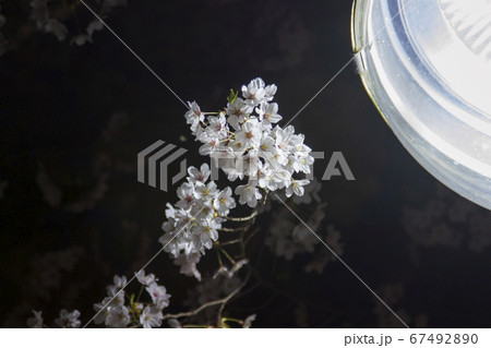 桜 春 春の花 67492890
