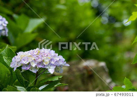 紫陽花の花 千葉県南房総市 日本 紫陽花の花 千葉県南房総市 日本 67493011