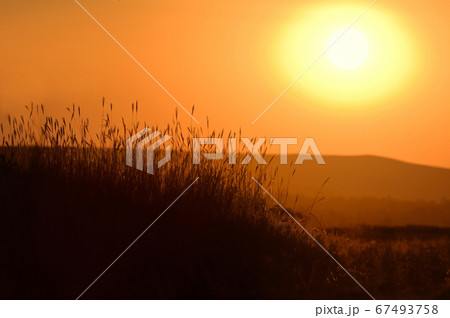Grass Silhouetted and Sunset Light 67493758