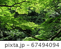 箕面大滝の滝道の新緑2 67494094